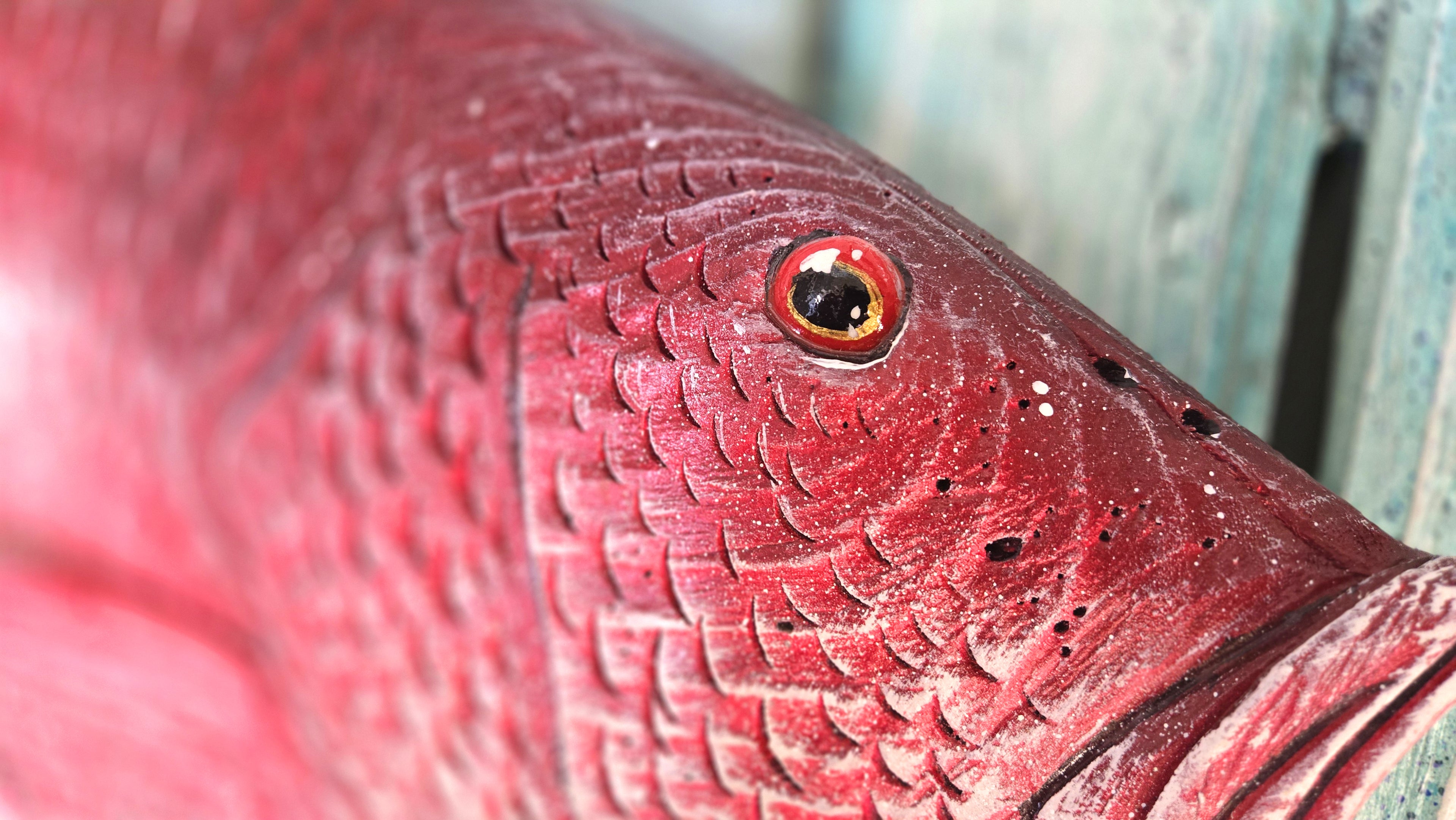 Red Snapper, Large Sized