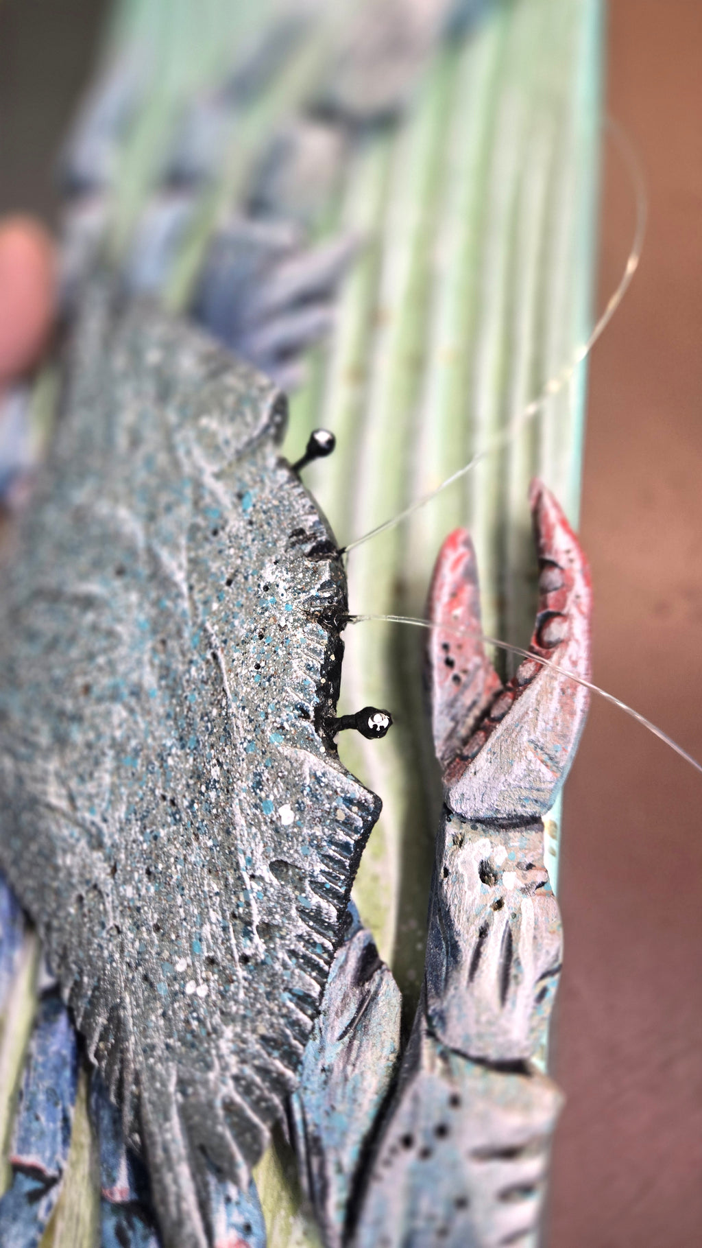 Blue Crab, Medium Sized