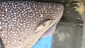 Whale Shark, Large Sized